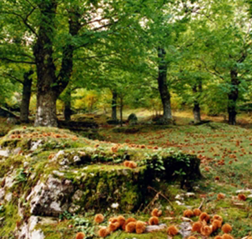 Dai ricci di castagna dell’Amiata ecco le super-creme viso e corpo: bio, green e fatte tutte in Toscana